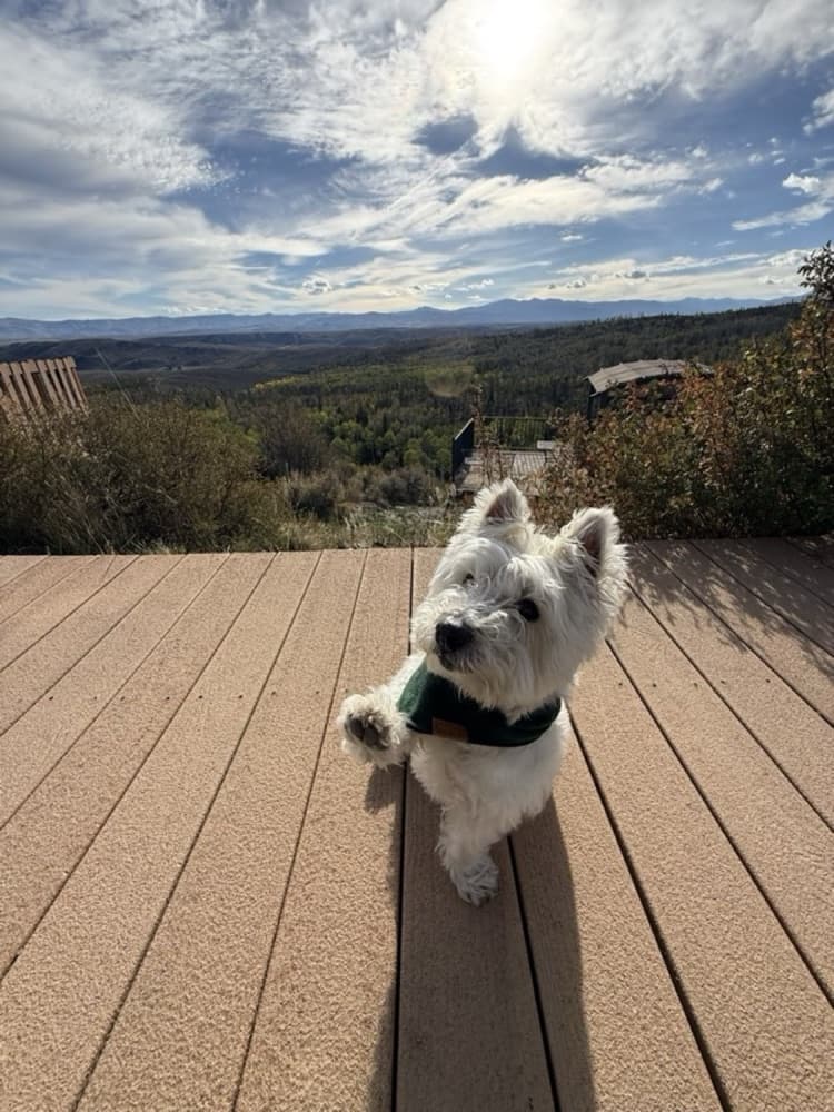 Elton the dog