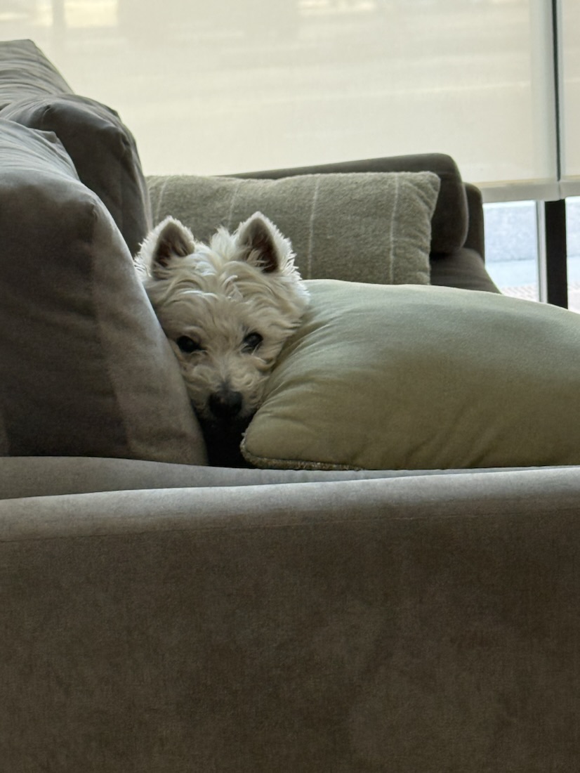 Elton tucked between two couch cushions