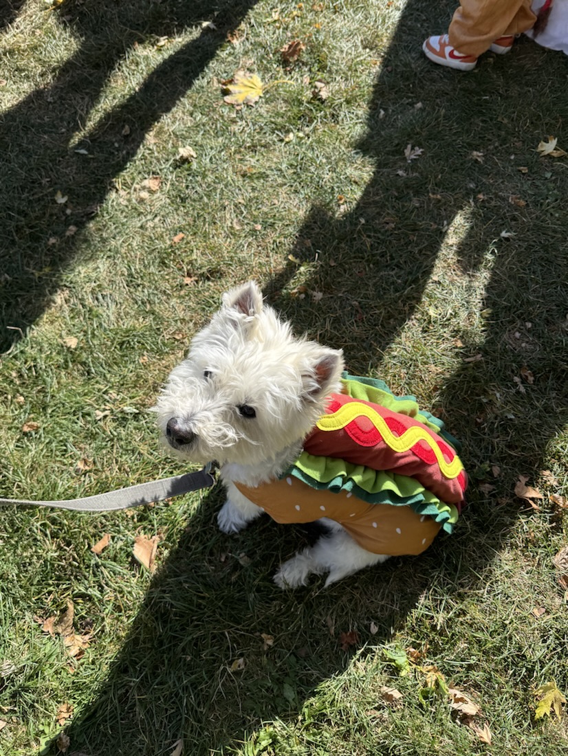 Elton on the grass dressed as a hot dog, with ketchup and mustard