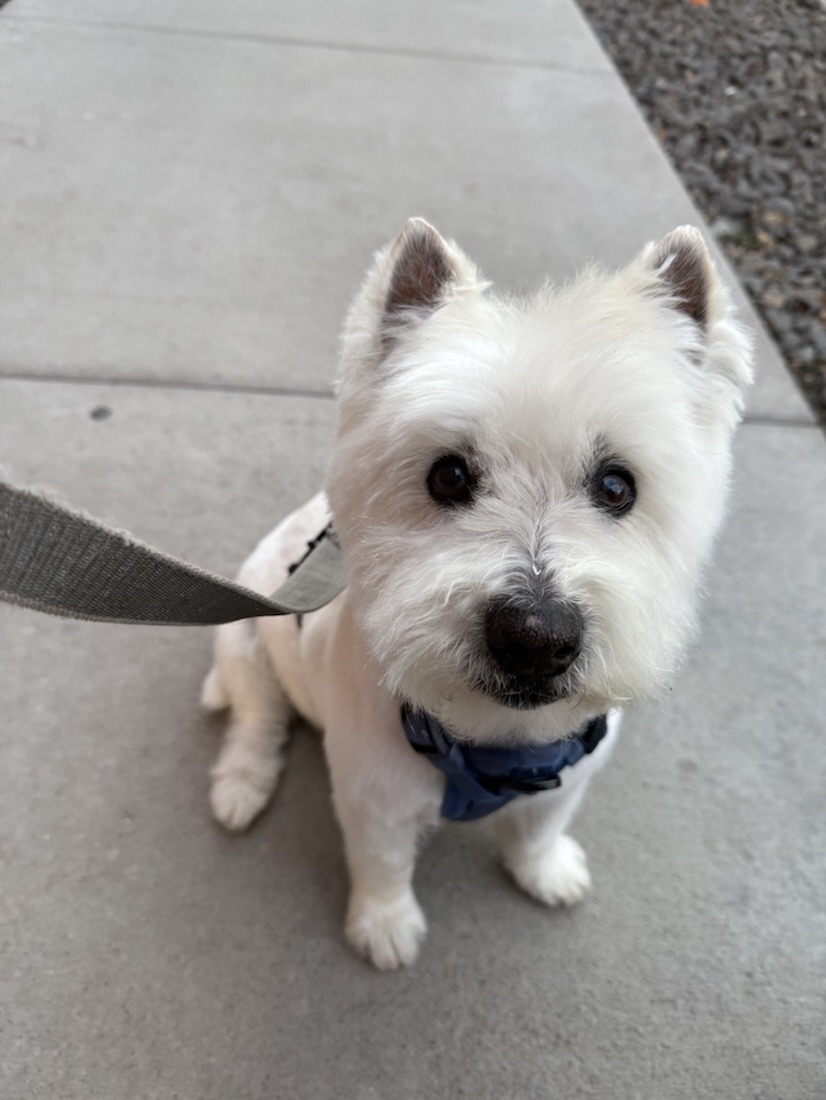 Elton sitting on the sidewalk in a blue harness, looking up